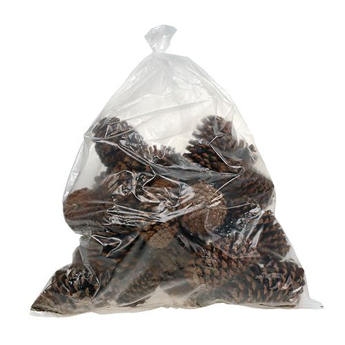 Floristik24 Maritima kúpok 17+ natúr 25 darab