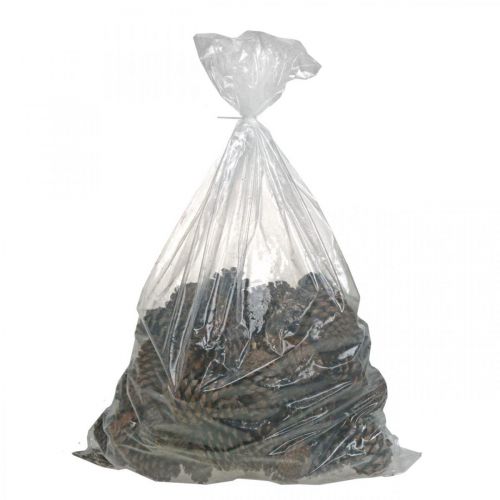 Floristik24 Maritima tobozok, gyász virágkötő, Adventi dekoráció, natúr termék H12-15cm Ø6,5-10cm 50 db