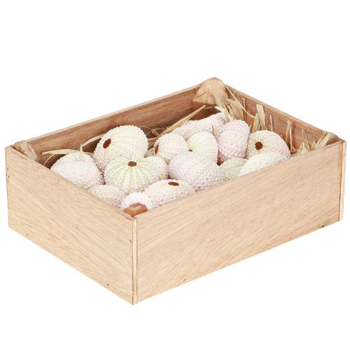 Floristik24 Tengeri dekoráció tengeri sün kagyló rózsaszín, fehér szórt dekoráció 20 db