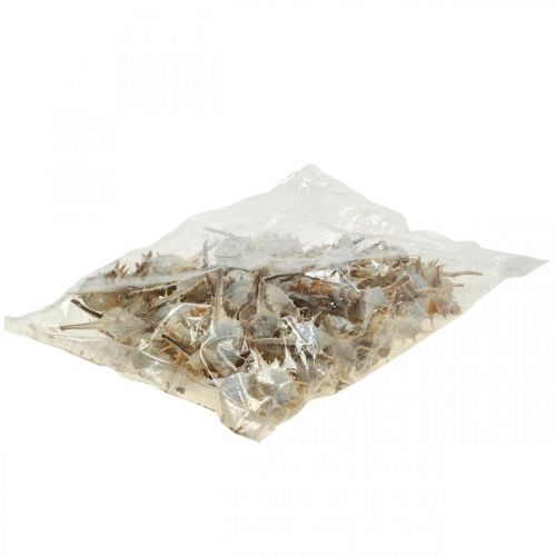 Floristik24 Tengeri dekorációs csigaház tüskés csiga 3-6cm 1kg