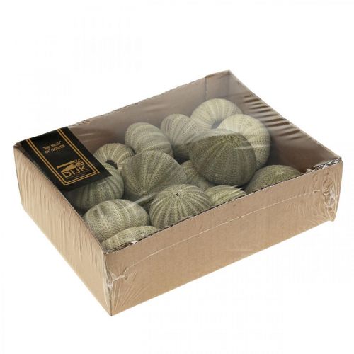 Floristik24 Tengeri dekoráció tengeri sün dekoráció zöld nyári dekoráció Ø5-6cm 17 db