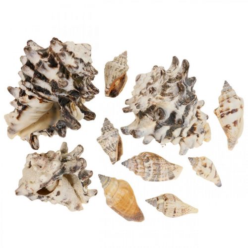 Floristik24 Maritime Deco Snail Shells Deco Sea Snail 400g