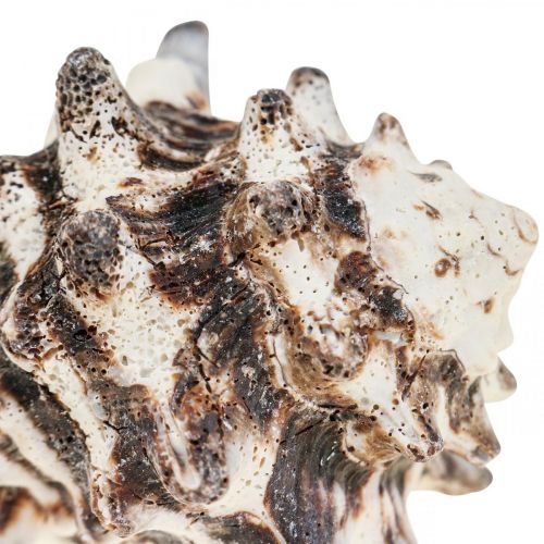 Floristik24 Maritime Deco Snail Shells Deco Sea Snail 400g