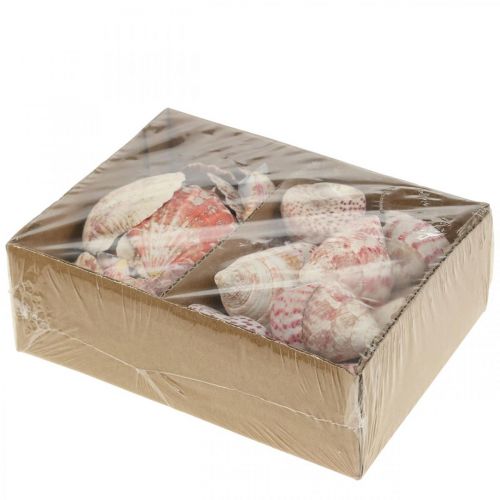 Floristik24 Tengeri dekoráció valódi kagyló csigaház dekoráció 700g