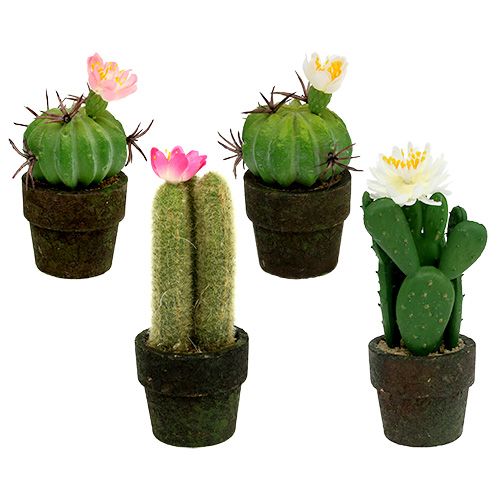 Floristik24 Mini kaktusz virágokkal H9-12cm 4db