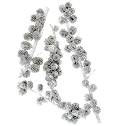 Floristik24 Casuarina kúpok egy ágon fehér-szürke viaszos 250g