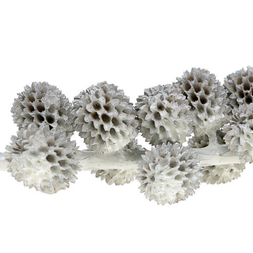 Floristik24 Casuarina kúpok egy ágon fehér-szürke viaszos 250g