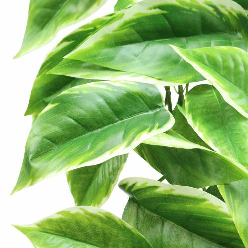 Floristik24 Fehér szegélyű Funkie műzöld, fehér 100cm