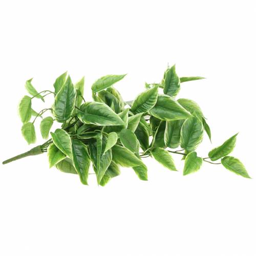 Floristik24 Fehér szegélyű Funkie műzöld, fehér 100cm