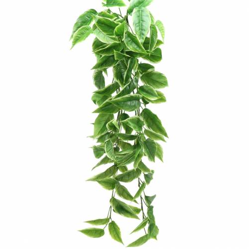 Floristik24 Fehér szegélyű Funkie műzöld, fehér 100cm