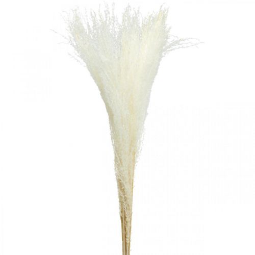 Floristik24 Tollfű deko fehérített száraz fű Miscanthus 75cm 10db