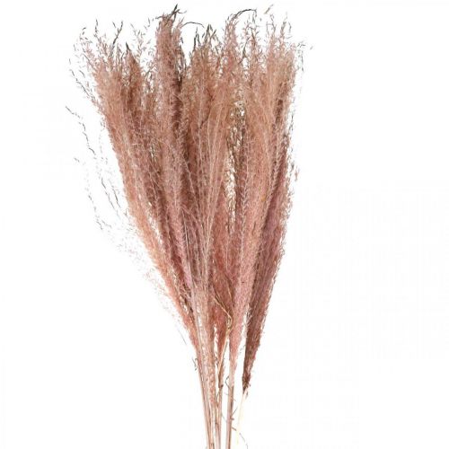 Száraz fű hosszú rózsaszín tollfű deco Miscanthus 75cm 10db