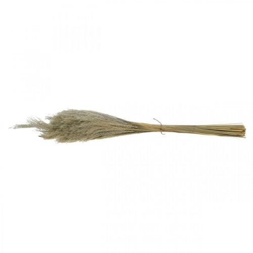 Floristik24 Száraz fű Miscanthus 55-75cm tollfű natúr 100 db