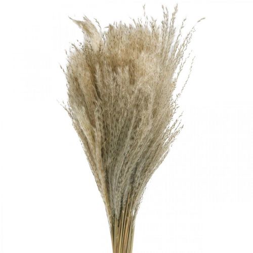 Floristik24 Száraz fű Miscanthus 55-75cm tollfű natúr 100 db
