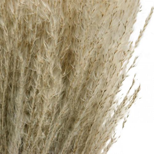 Floristik24 Száraz fű Miscanthus 55-75cm tollfű natúr 100 db