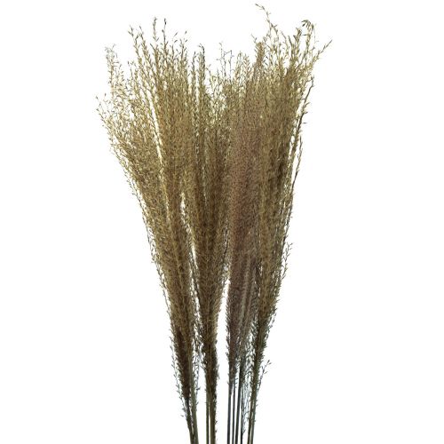 Miscanthus kínai nád száraz fű száraz dekoráció 75cm 10db
