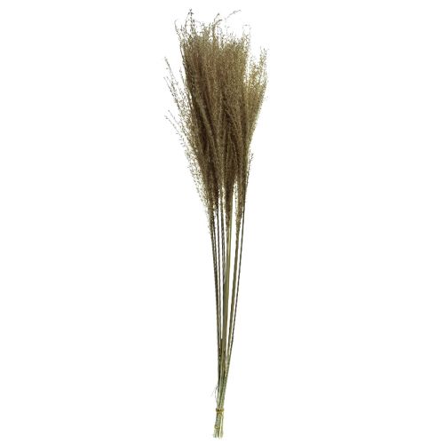 tételeket Miscanthus kínai ezüstfű dísznövény szárított fű 75cm 10 db