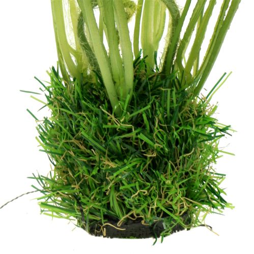 tételeket Mákfehér a fűben 23cm