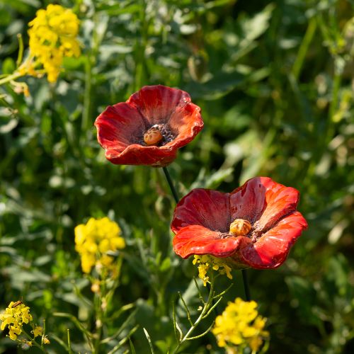 tételeket Pipacsos kerti dísztüskék, tökéletes díszítőelem a kertedbe, 42 cm, 4 darab