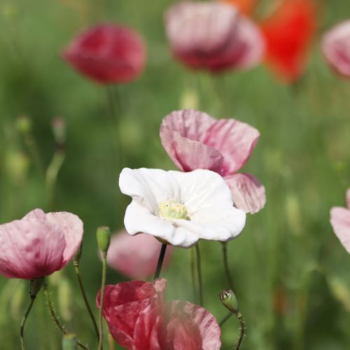 tételeket Pipacsvirág karó, kerámia virág, szeretettel kidolgozott, elegáns kerti kiegészítőkhöz, 42 cm, 4 darab