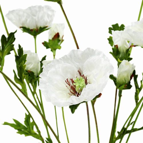 tételeket Mákvirág rózsa fehér 3db