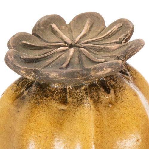 tételeket Kerti máktok stílusos kertdizájnhoz, virágágyáshoz vagy erkélyhez, 60 cm, 2 darab