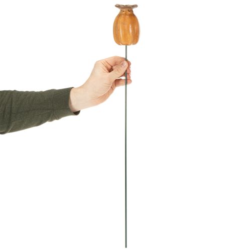 tételeket Kerti máktok stílusos kertdizájnhoz, virágágyáshoz vagy erkélyhez, 60 cm, 2 darab