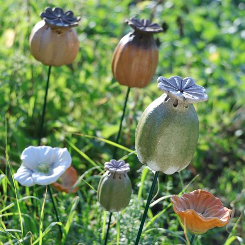 tételeket Mákos magtokos kerti díszek bájos kerti kompozíciókhoz 60cm 2db