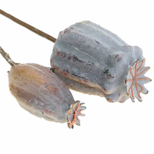 Floristik24 Műmákos kapszula sárga, barna 6db