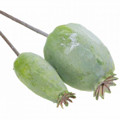 Floristik24 Műmákos kapszula zöld 26cm/28cm 6db