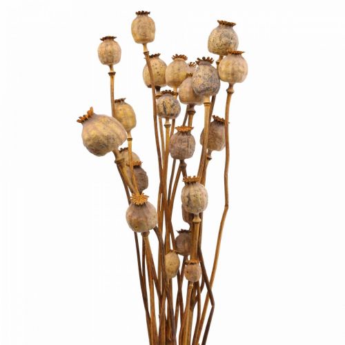 Floristik24 Mák kapszula Deco Poppy Papaver Narancs szárított virágok 70g