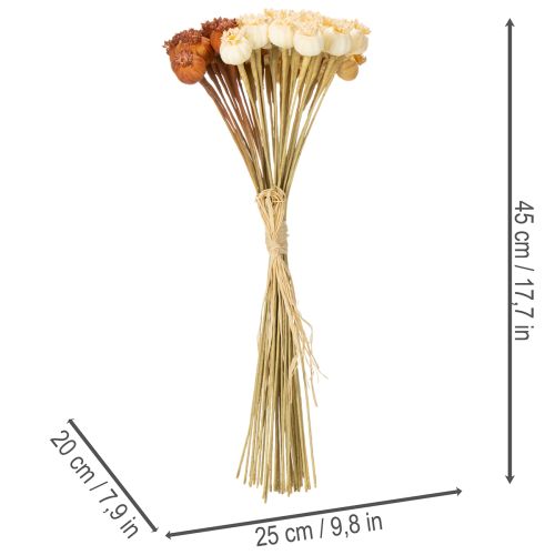 Szárított műmákhüvelyek, három színű csokor, 40 cm, 45 darab | Floristik24.hu