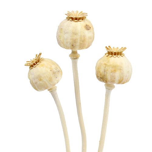 Floristik24 Mákfejek fehérítve 100 db