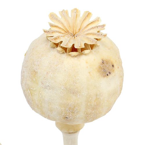 Floristik24 Mákfejek fehérítve 100 db