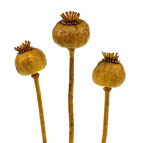 Floristik24 Sárgára színezett mákfejek 100 db