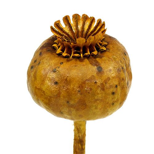 Floristik24 Sárgára színezett mákfejek 100 db