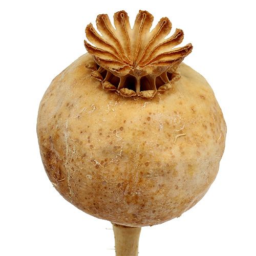 Floristik24 Mákfejek természet 100 db