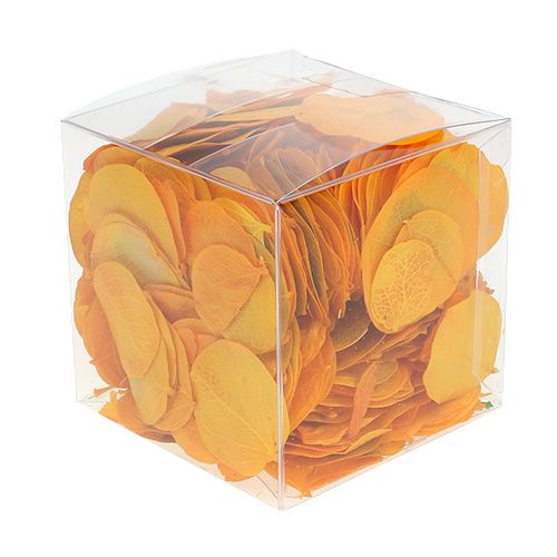 Floristik24 Moneta levelek aranysárga 50g