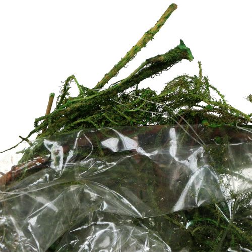 Floristik24 Mohatál zöld Ø11cm H6,5cm - 7,5cm 5db