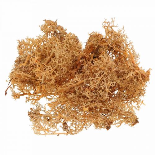 Floristik24 Dekoratív moha kézműves munkákhoz Narancssárga színű natúr moha tartósított 40g