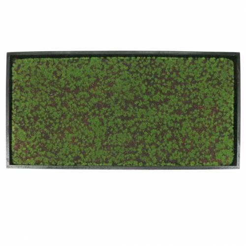 Floristik24 Fali moha zöld keretben 60x30cm Mohából készült fali dekoráció