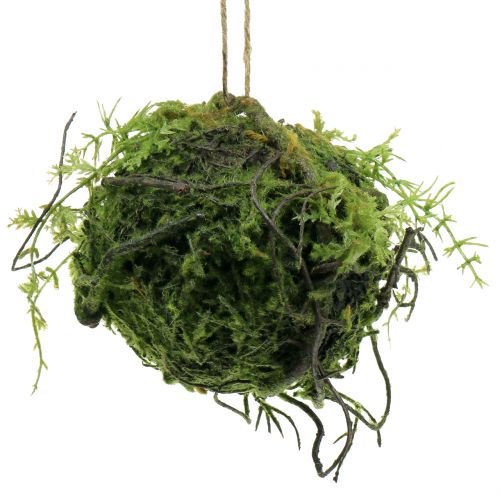 Floristik24 Mohalabda Kokedama műzöld Ø13cm