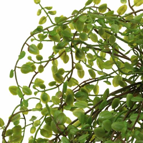 Floristik24 Mühlenbeckia Bush Green 42cm