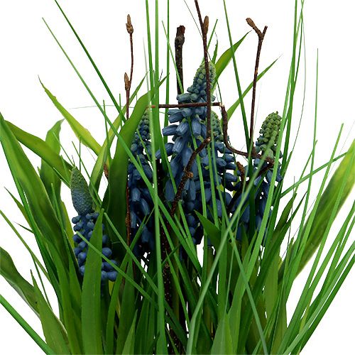 Floristik24 Muscari kék fazékban H 30cm