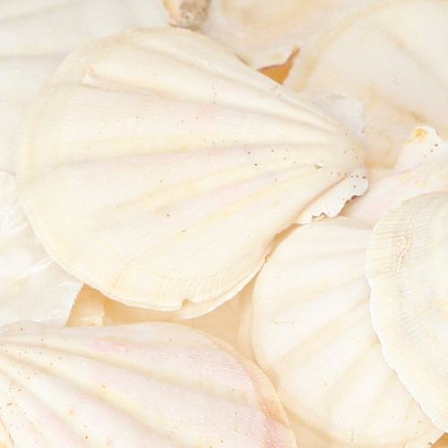 tételeket Kagylódíszítő fésűkagyló natúr 3,5cm-4cm 300g