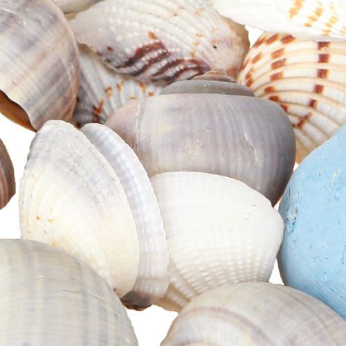 tételeket Kagylódísz csigaház kék natúr 3-5 cm 150 g