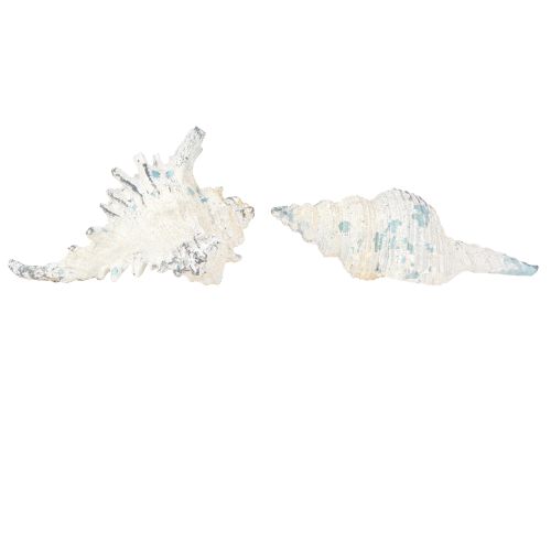 tételeket Kagyló dekoráció Tengeri csiga mesterséges kék-fehér 11,5/13cm 2 db