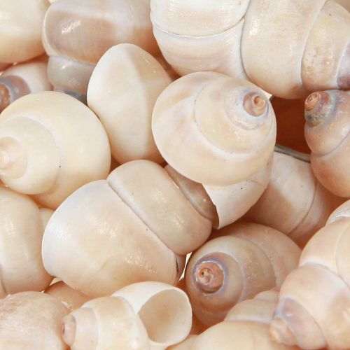 Floristik24 Umachi kagyló 500 g