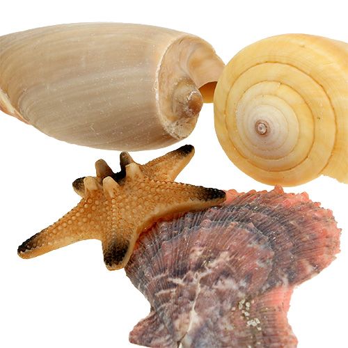 Floristik24 Kagyló mix dobozban natúr 380g