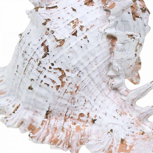 Floristik24 Kagylók, tengeri dekoráció, csigaház fehér-arany L22/17cm 2 db-os szett